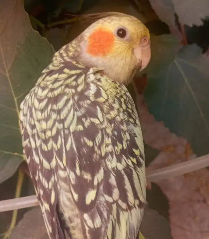 گمشده|حیوانات|کوهدشت, |دیوار