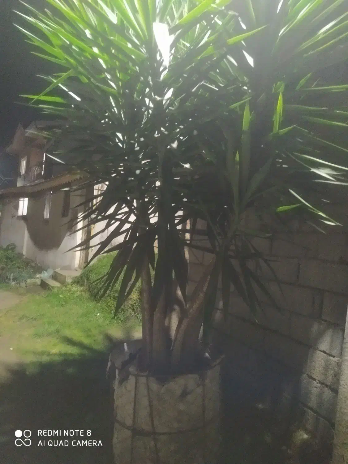 یوکا تمیزوسرحال|گل و گیاه طبیعی|چابکسر, |دیوار