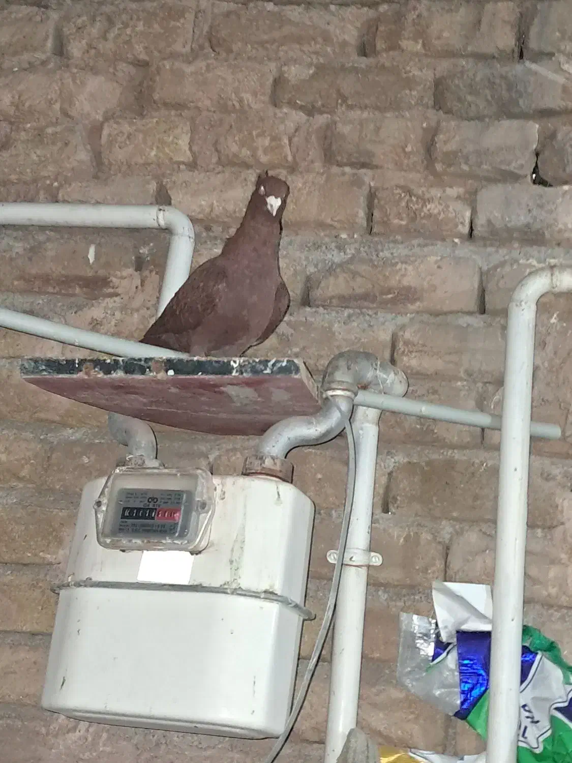 سرخ کاکلی بینظیر|پرنده|اقبالیه, |دیوار