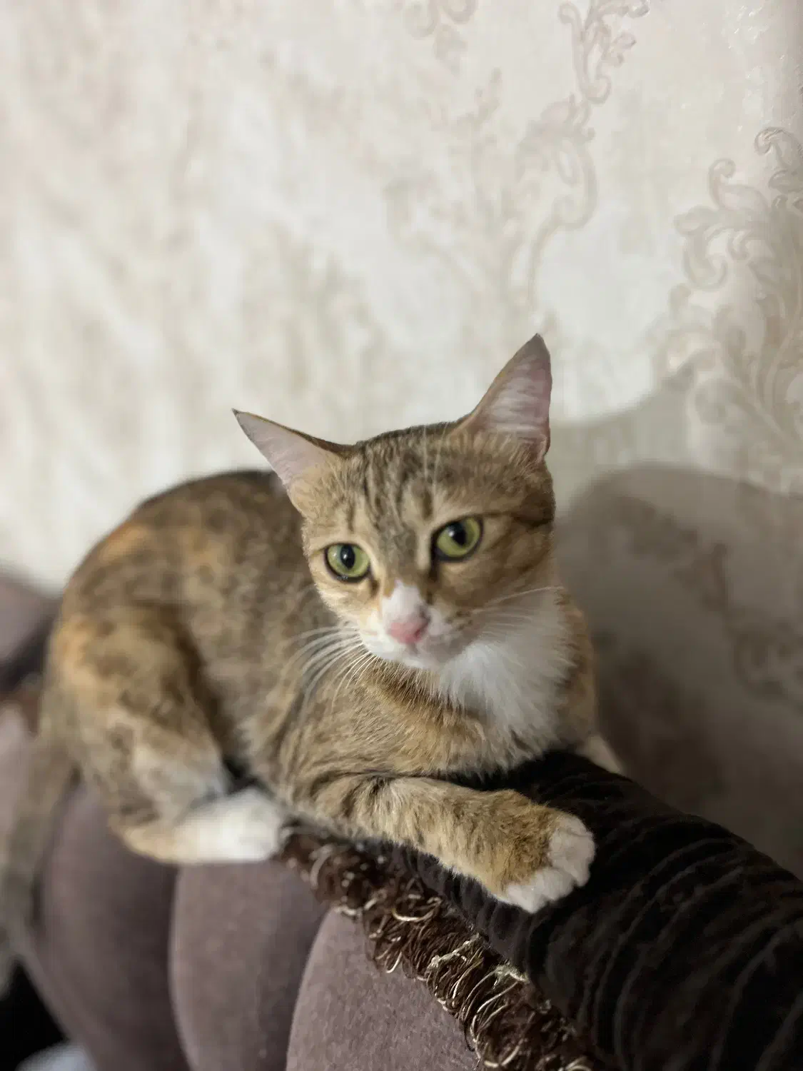 واگذاری گربه|گربه|خوی, |دیوار