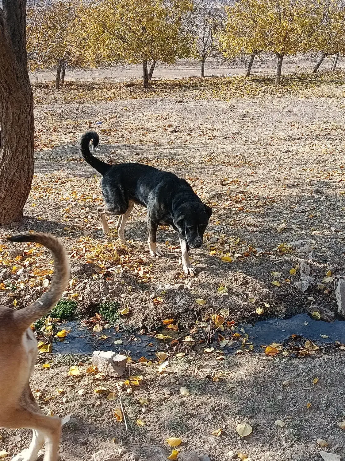 سگ پژدر|سگ|تویسرکان, |دیوار