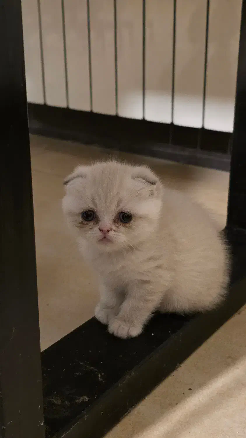 واگذاری گربه اسکاتیش وارداتی|گربه|کرمان, |دیوار