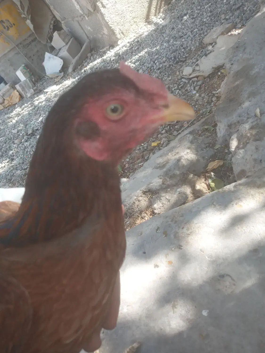 مرغ|حیوانات مزرعه|ایرانشهر, |دیوار