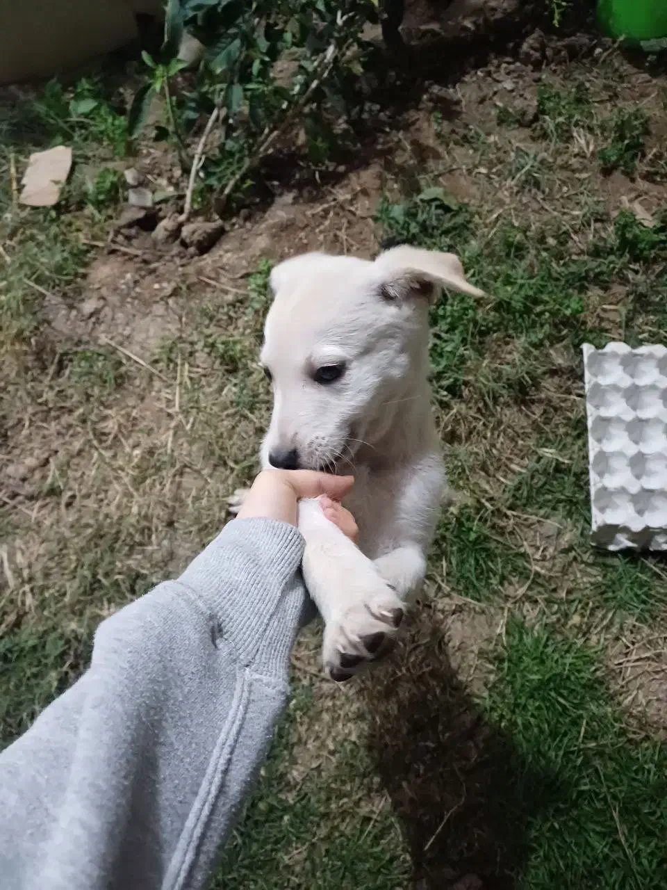 توله شکاری پاکوتاه واگذاری|سگ|شاندرمن, |دیوار