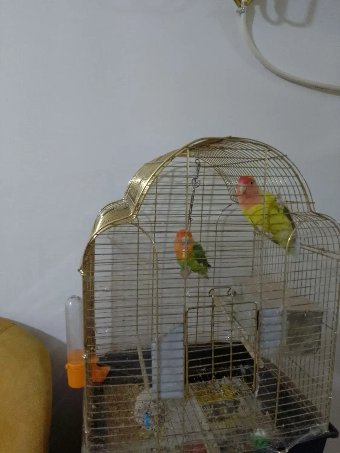 یک جفت طوطی برزیلی رنگ خاص باقفس و تمام وسایل|پرنده|ملارد, |دیوار