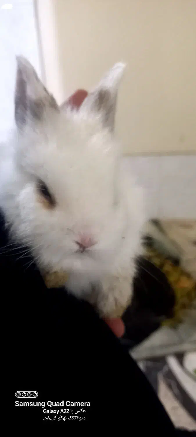 خرگوش|موش و خرگوش|شبانکاره, |دیوار