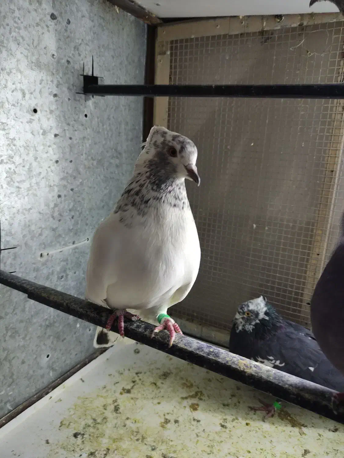 پرنده|پرنده|کرمانشاه, |دیوار