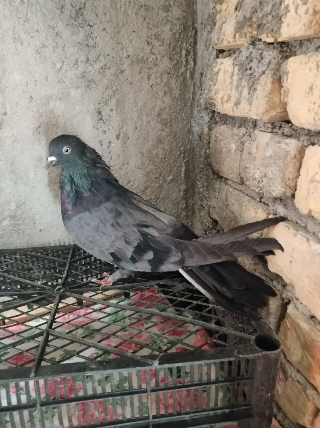 کبوتر پر|پرنده|فرخ‌شهر, |دیوار