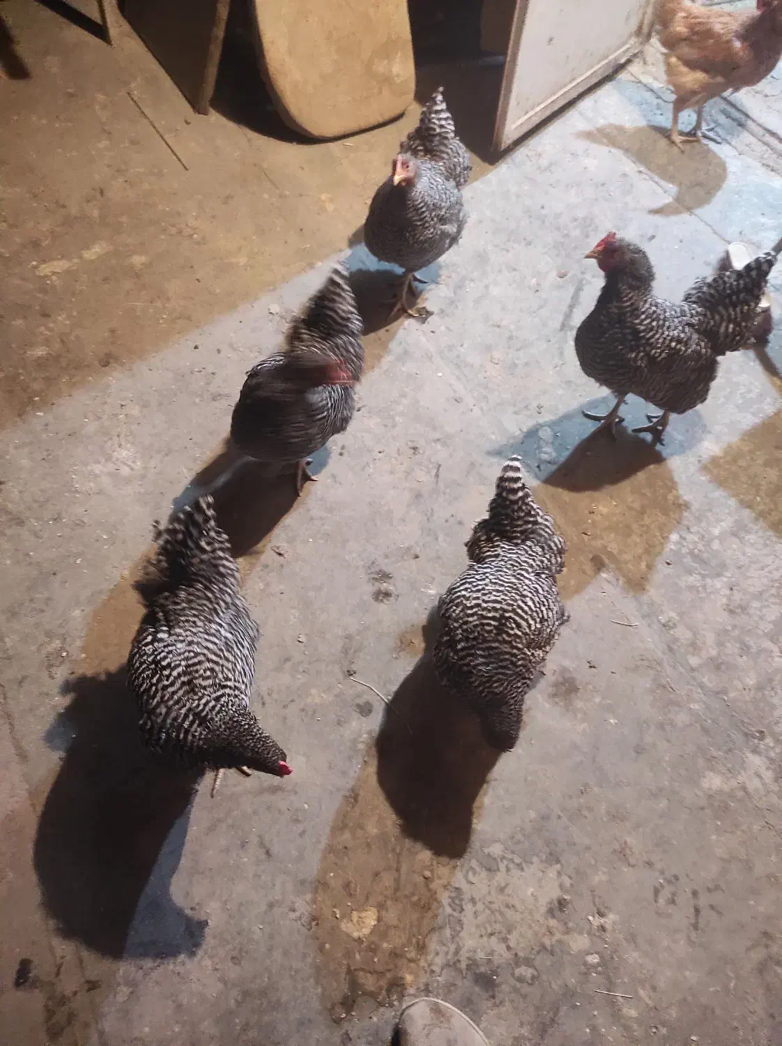 مرغ امروک تخم گذار|حیوانات مزرعه|شیراز, کوشک میدان|دیوار