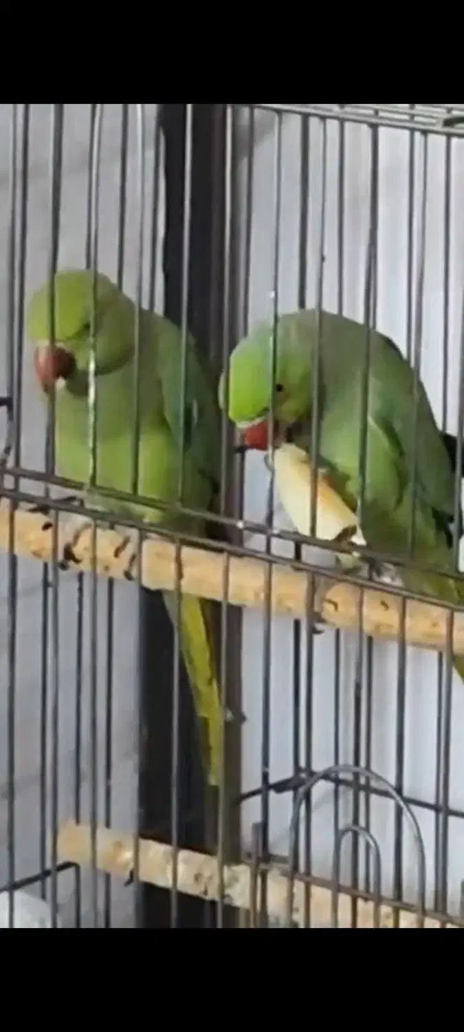 جفت ملنگو تخمگذار|پرنده|اهر, |دیوار