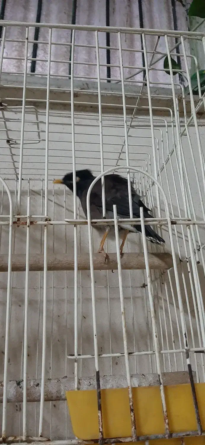 مینا خوش صدا|پرنده|تهران, منیریه|دیوار