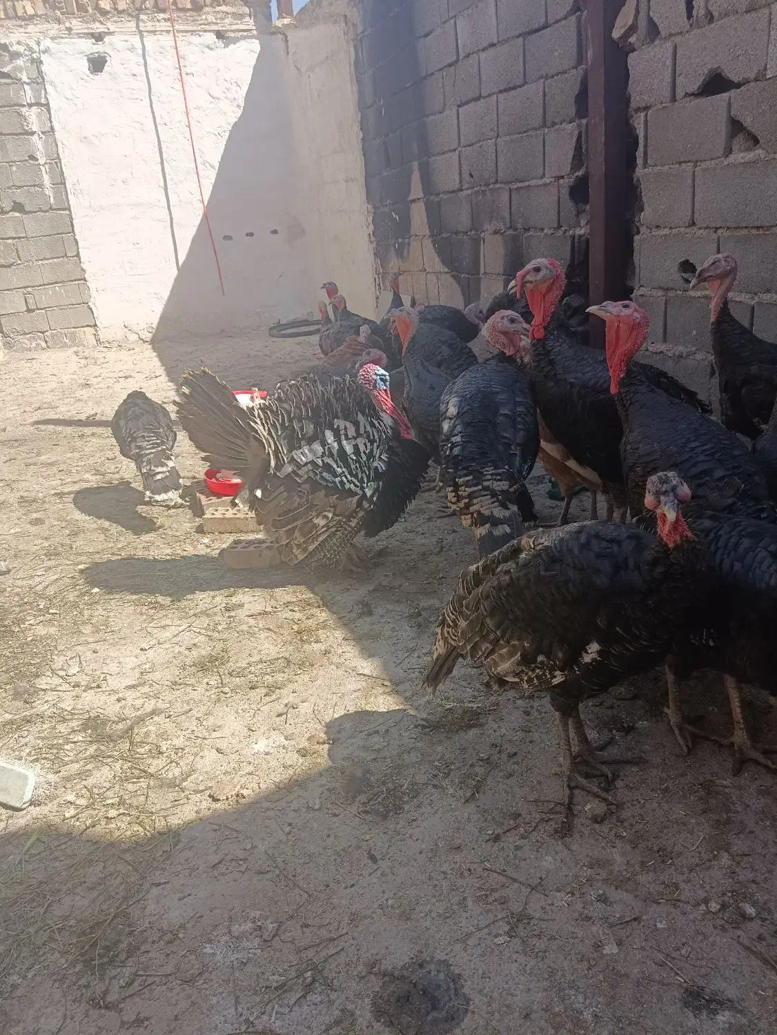 تخم بوقلمو|حیوانات مزرعه|پاکدشت, پاکدشت (مامازند)|دیوار