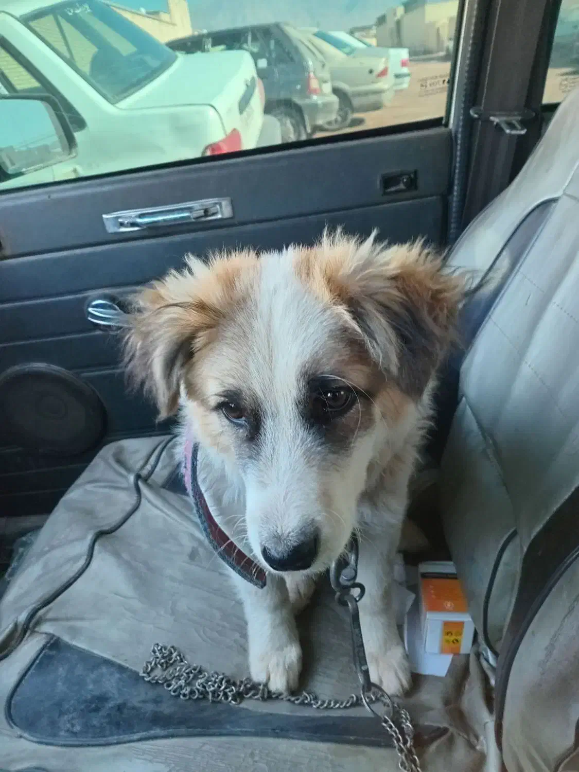 سگ به سرقت برده شده|حیوانات|زرند, |دیوار