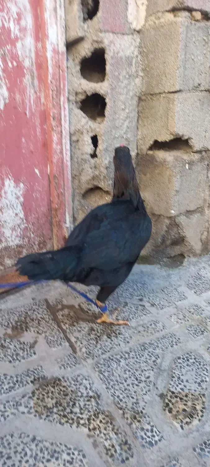 مرغ لاری|حیوانات مزرعه|خان ببین, |دیوار