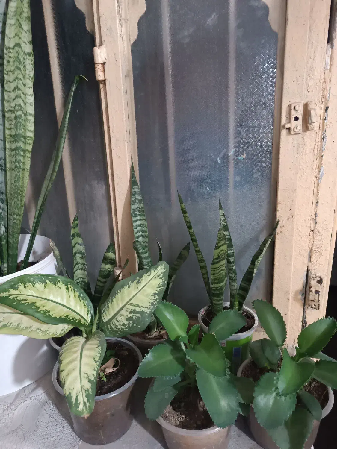 گل وگیاه طبیعی|گل و گیاه طبیعی|دهدشت, |دیوار