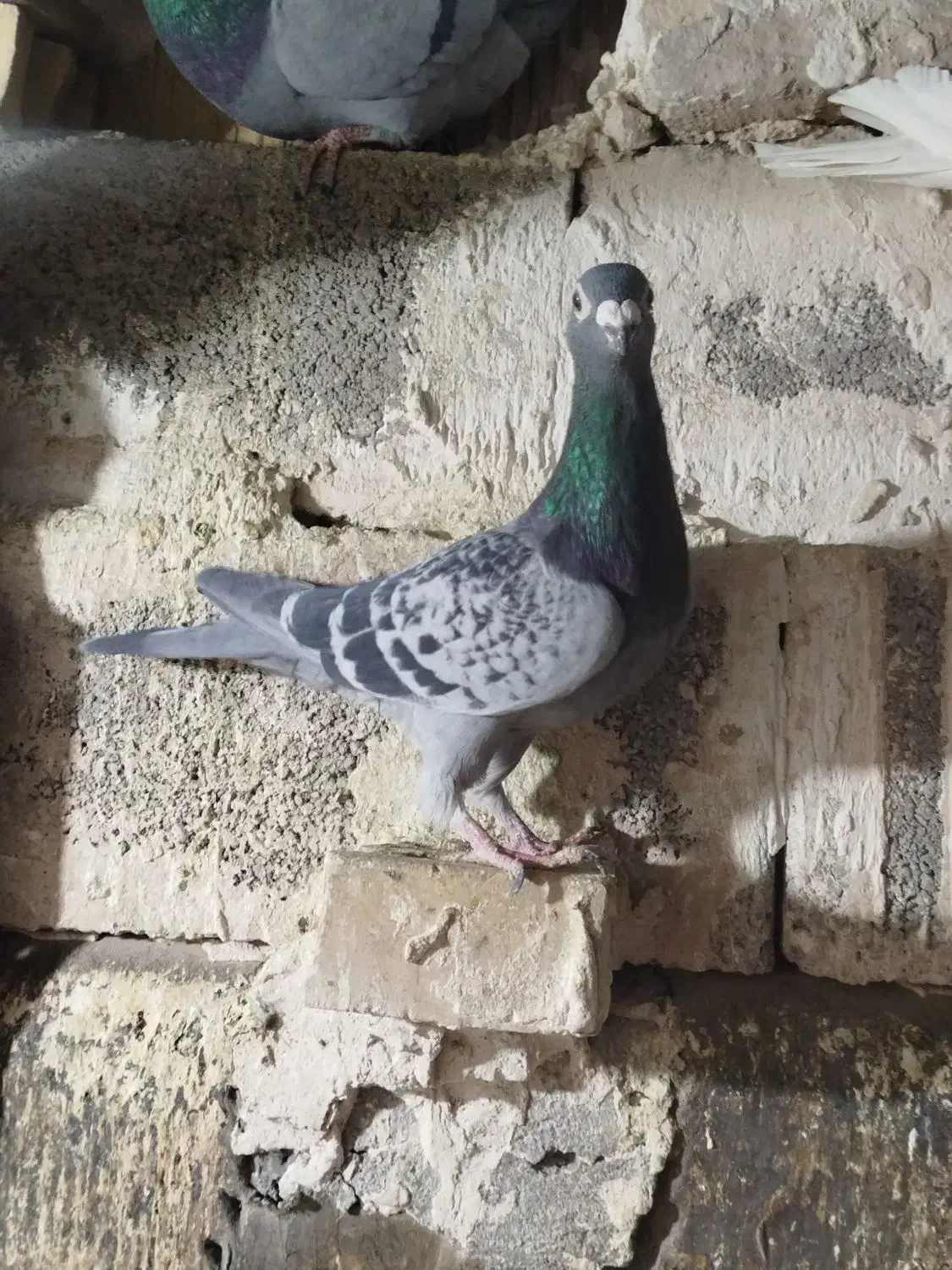 کفتر|پرنده|مشهد, شهرک مهرگان|دیوار