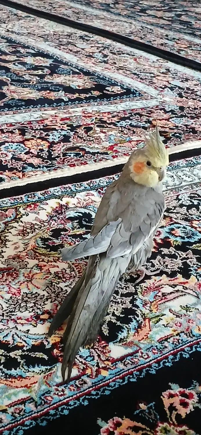 عروس زیبا|پرنده|جوانرود, |دیوار