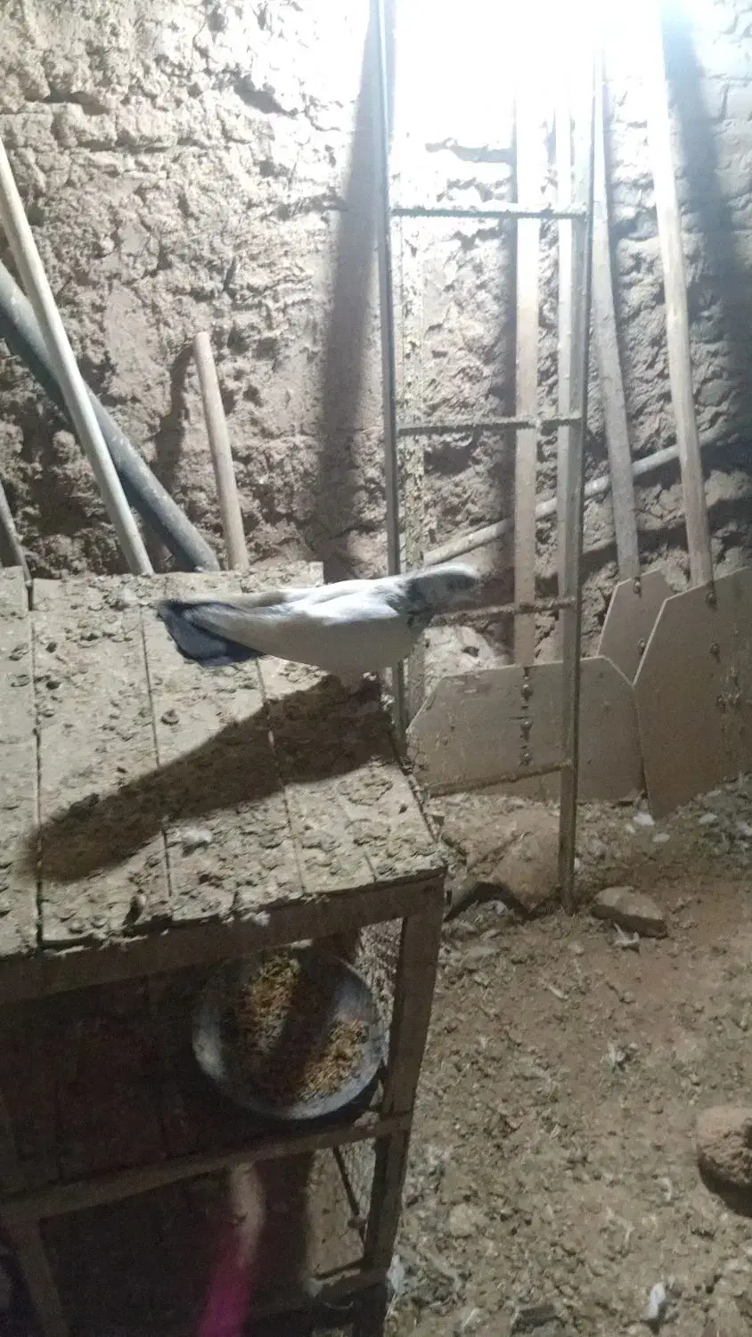 کفتر کله دمسبز|پرنده|گل تپه, |دیوار