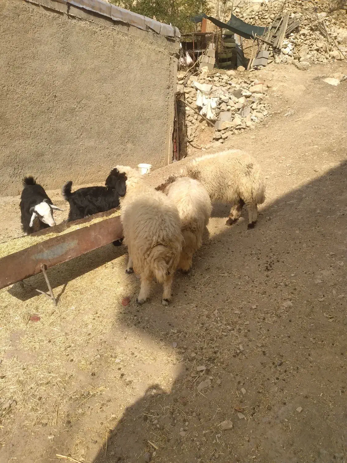 سه عدد بره|حیوانات مزرعه|آبدانان, |دیوار