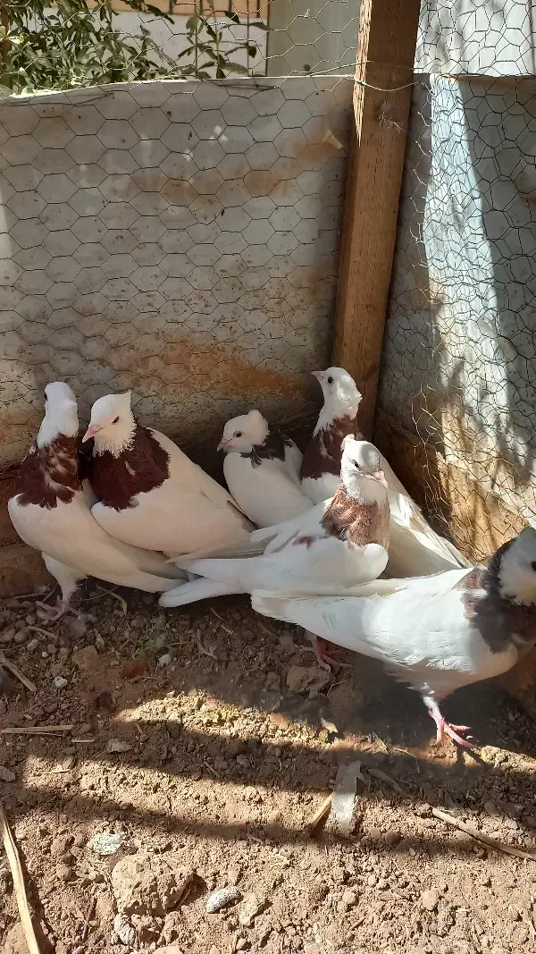 کبوترطوقی|پرنده|اردکان, |دیوار
