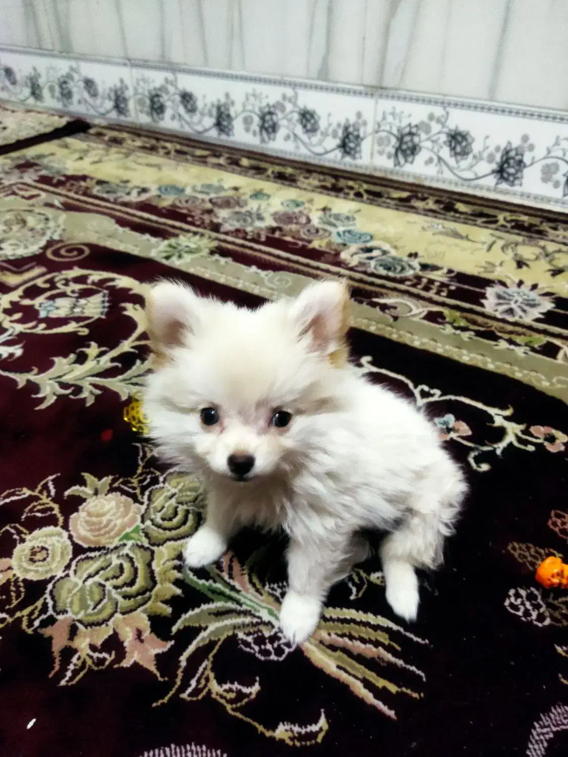 توله 3ماهه پامرخرسی|سگ|قرچک, مهدیه|دیوار