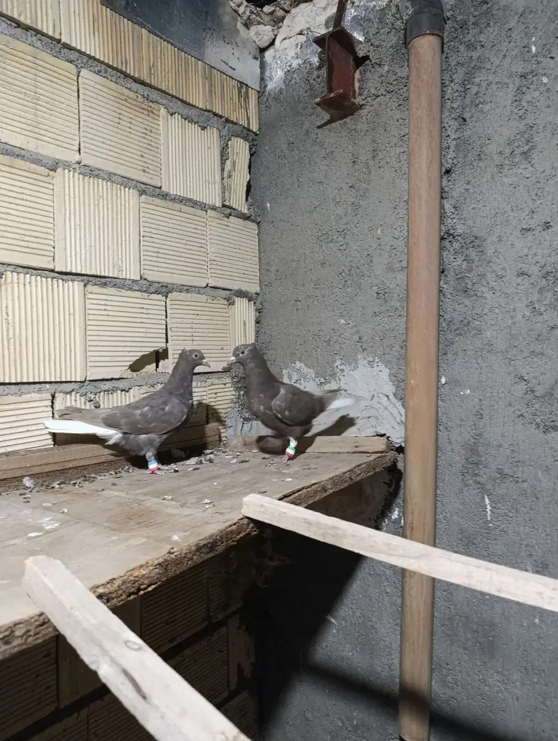 کفتر جوجه دم سفید قهوه ای|پرنده|فلاورجان, |دیوار