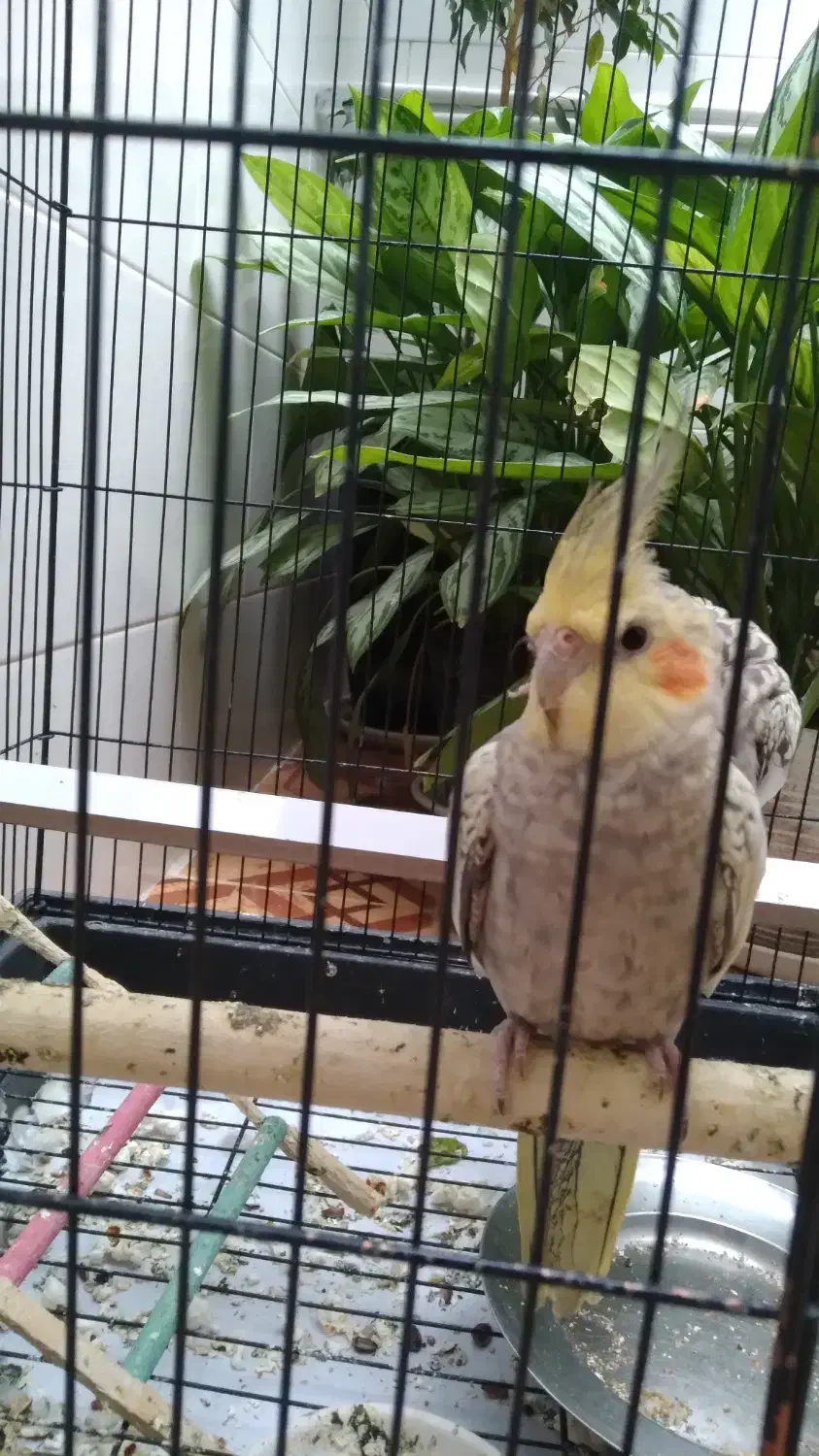 عروس هلندی، طوطی|پرنده|صحنه, |دیوار