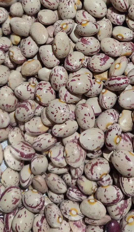 لوبیا چیتی درجه یک|خوردنی و آشامیدنی|درودزن, |دیوار