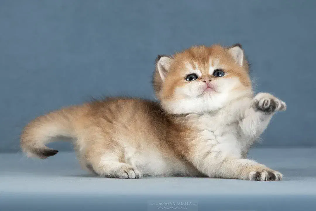 مجموعه گربه های اصیل پرشین اسکاتیش بریتیش|گربه|اصفهان, جلفا|دیوار