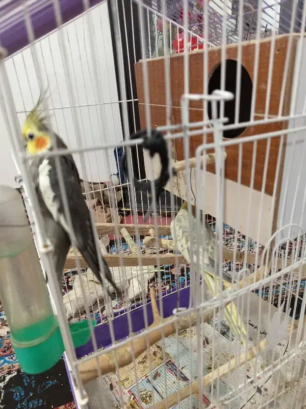 یک جفت عروس هلندی باقفس وکلبه به فروش می‌رسد|پرنده|پردیس, سیاه سنگ|دیوار