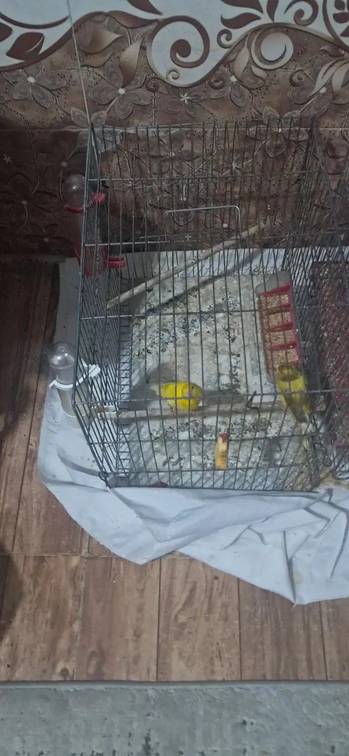 قناری|پرنده|برخوار, |دیوار