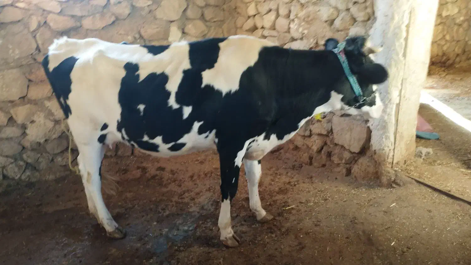 فروش گاوداشتی|حیوانات مزرعه|سر آسیاب یوسفی, |دیوار