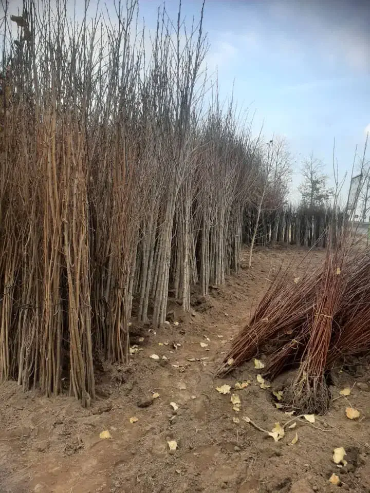 انواع نهال فروشی سیاه ریشه کلی جزئی|گل و گیاه طبیعی|آمل, |دیوار