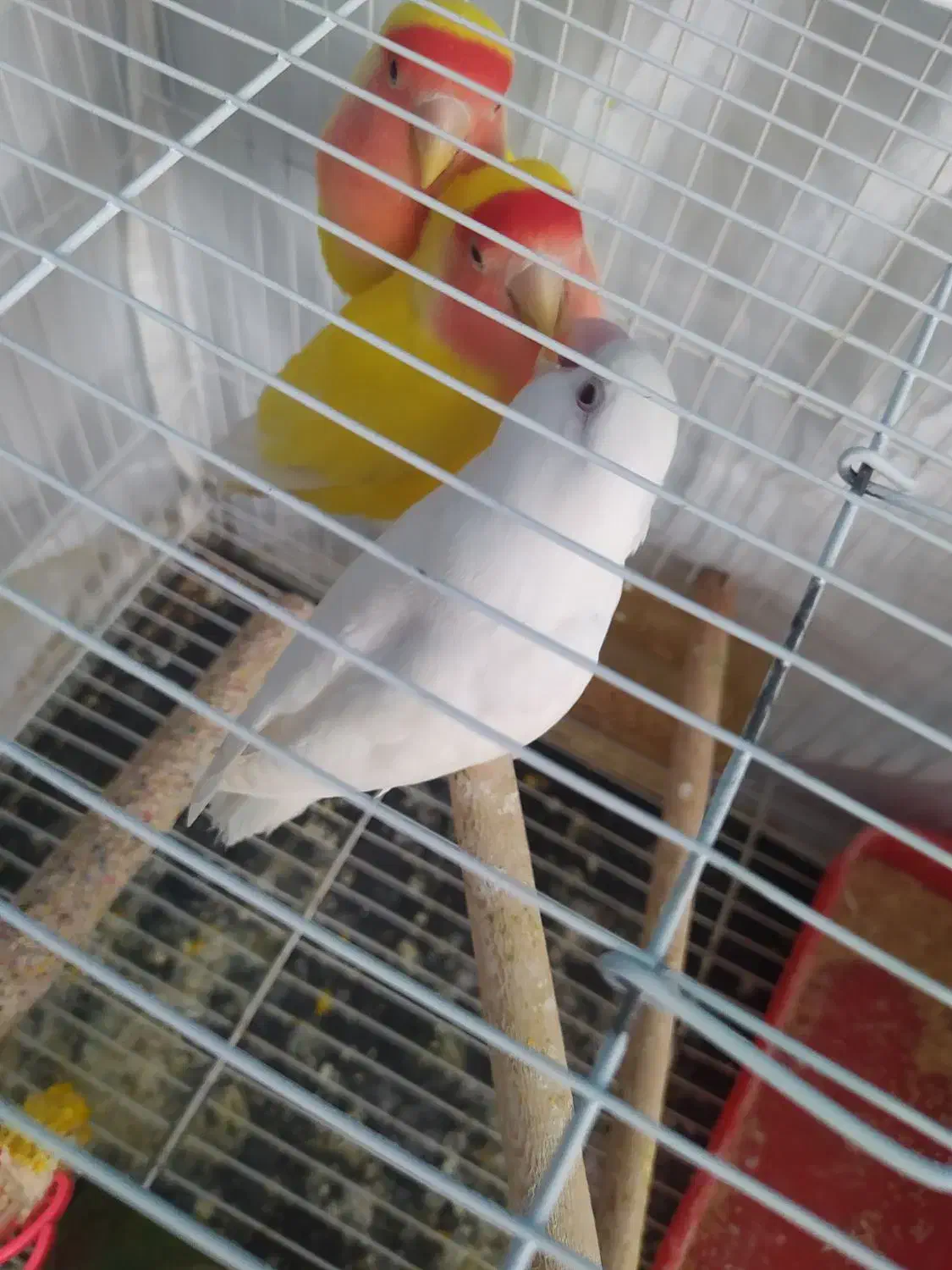 قفس|لوازم جانبی حیوانات|طرقبه, |دیوار