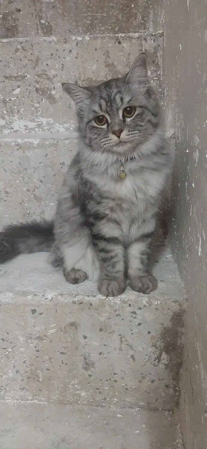 گربه  گمشده|حیوانات|قم, نوبهار|دیوار