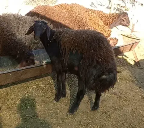 بره نر چاق مناسب کشتار|حیوانات مزرعه|خوانسار, |دیوار