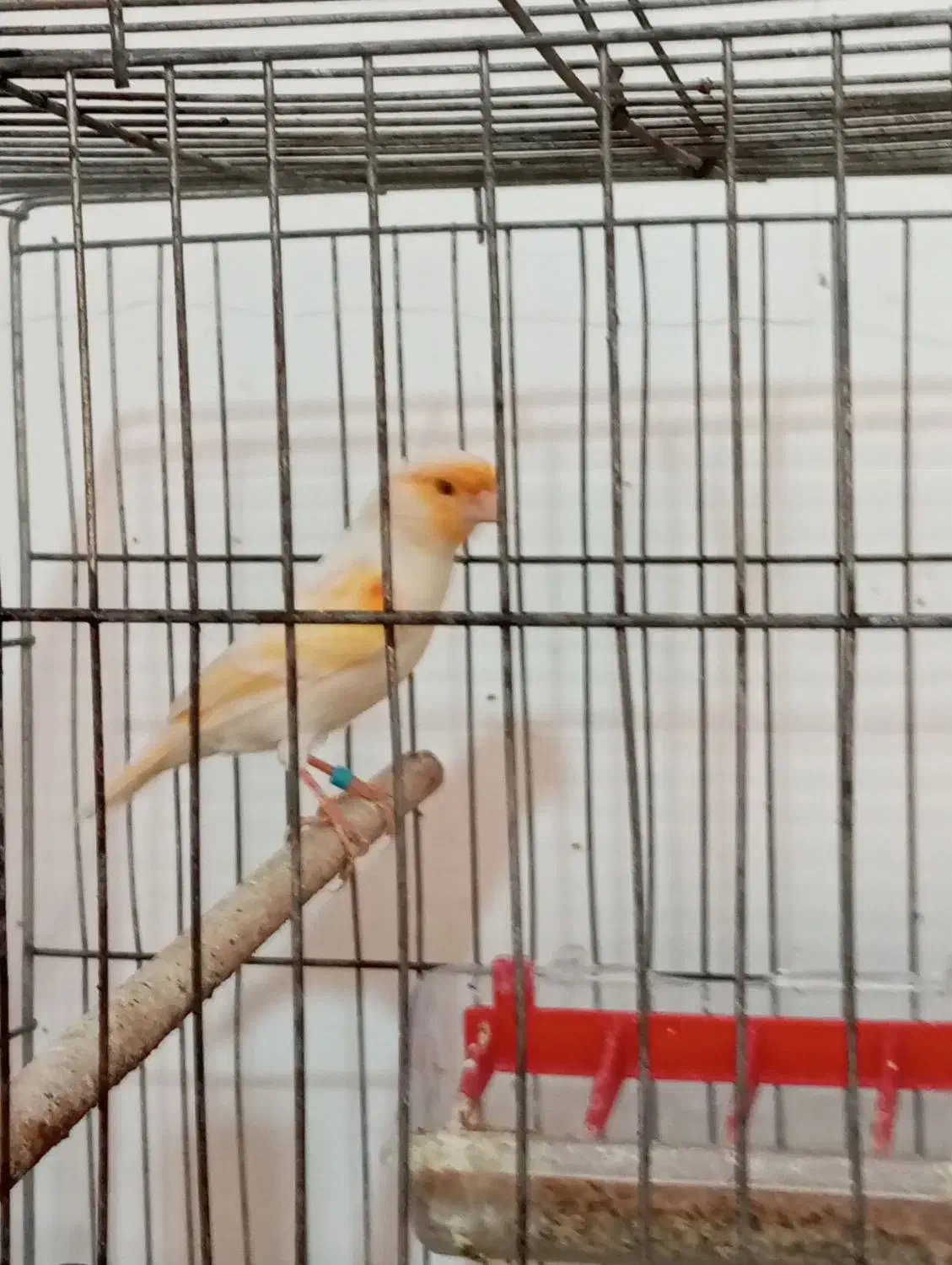 چند تا قناری نر مست دهن زن|پرنده|بوشهر, |دیوار