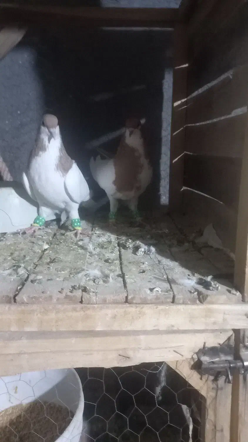 ساده|پرنده|زبرخان, |دیوار