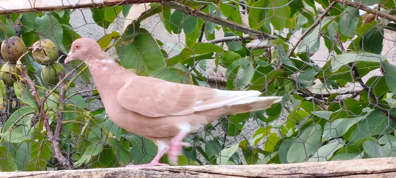 دو عدد کبوتر نر|پرنده|خوانسار, |دیوار