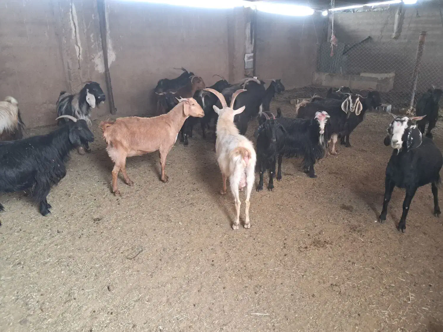 ۲۱راس بز گیسه چبش نر|حیوانات مزرعه|مرودشت, تخت جمشید|دیوار