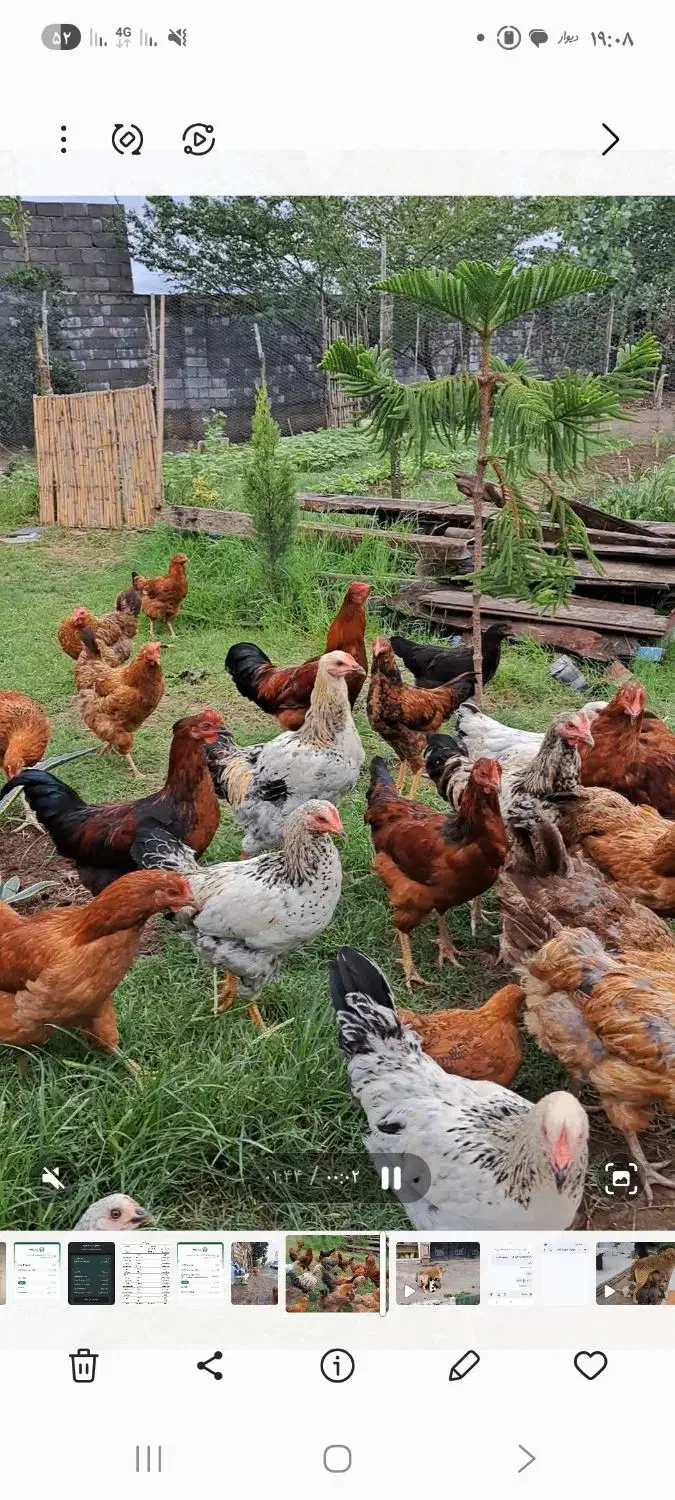 تعداد ۵۰عدد مرغ فروشی|حیوانات مزرعه|شلمان, |دیوار