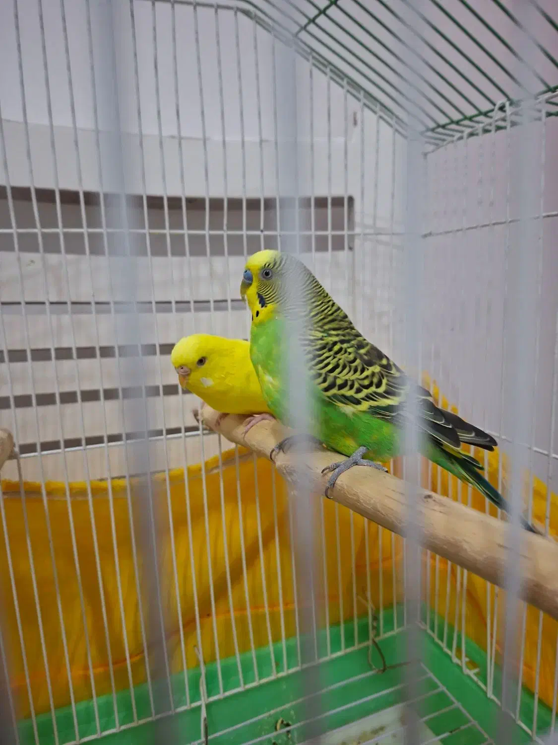 مرغ عشق نر وماده همراه با قفس|پرنده|لنجان, |دیوار