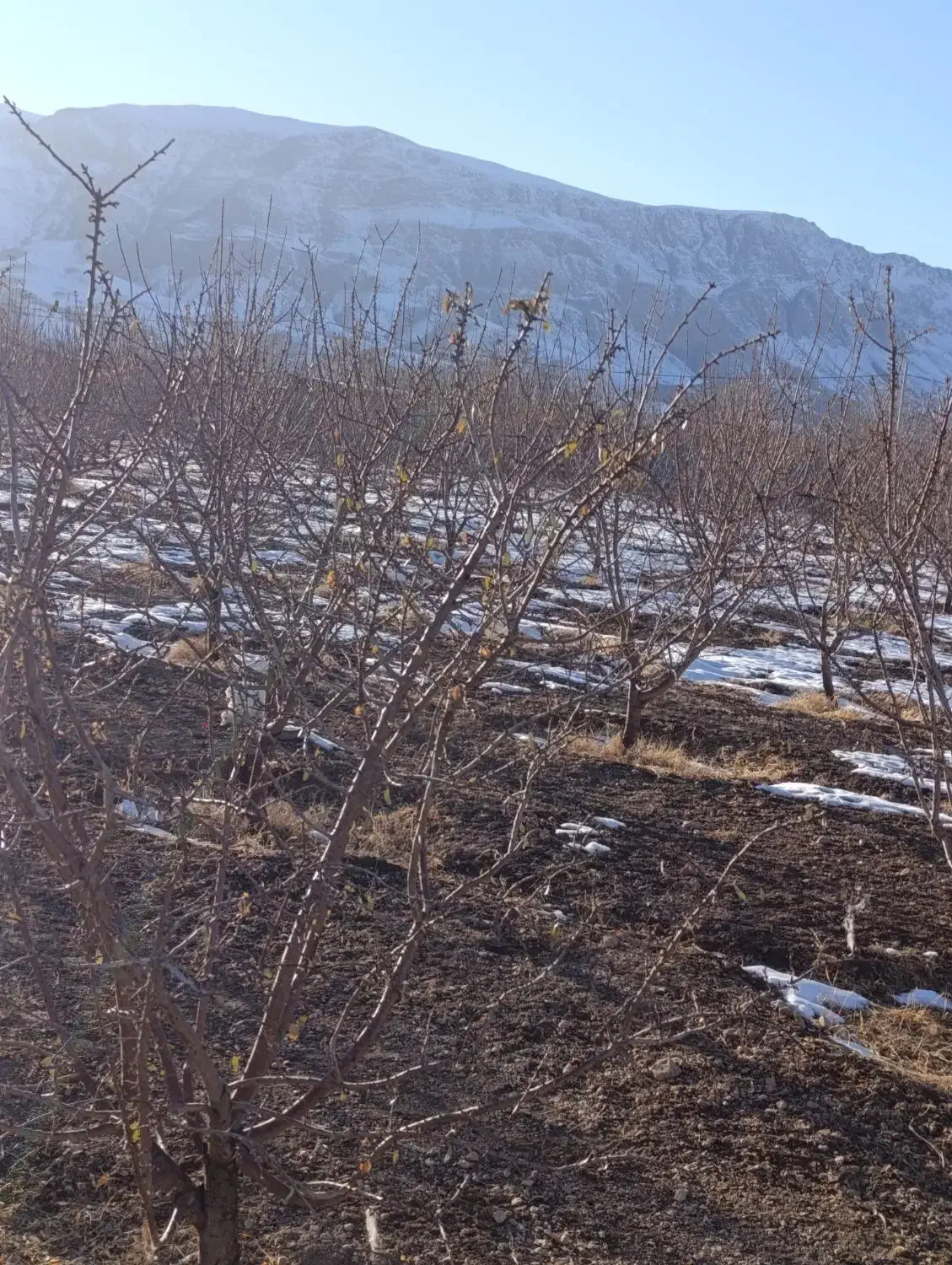 راهنمایی|فعالیت داوطلبانه|لنجان, |دیوار