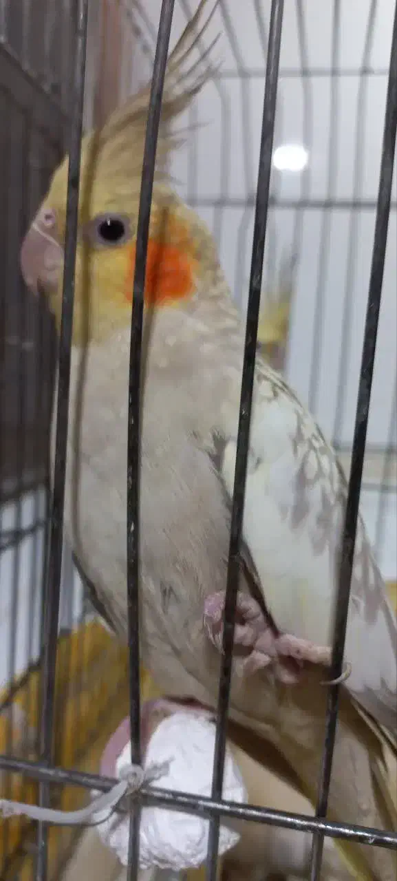 عروس هلندی|پرنده|ری, سیزده آبان|دیوار