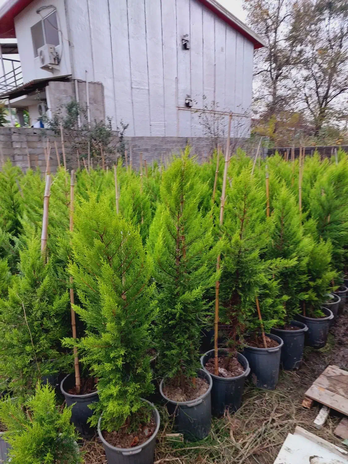 کاج لاوسون|گل و گیاه طبیعی|ایزدشهر, |دیوار