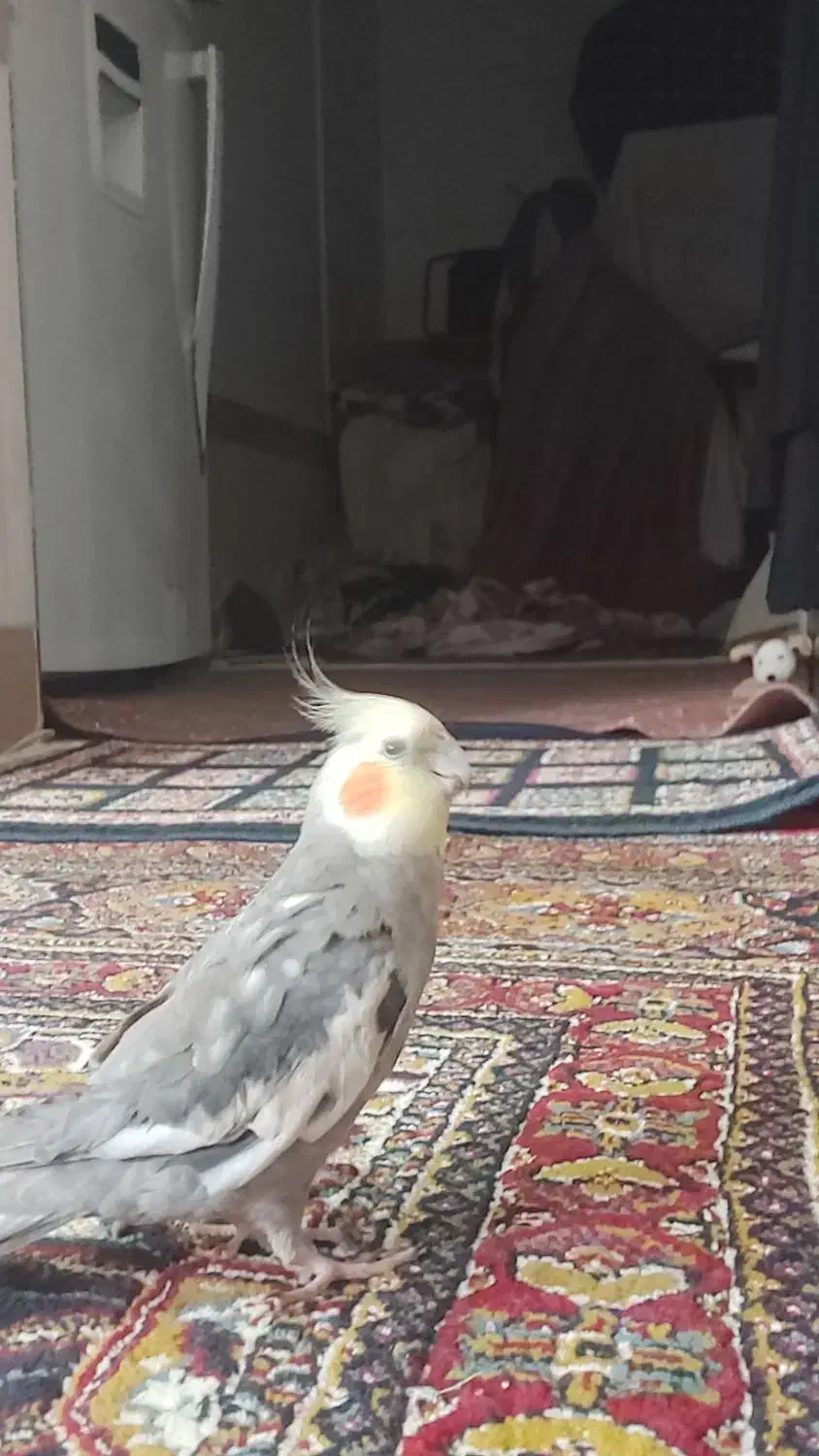 عروس هلندی گمشده|پرنده|شوش, |دیوار