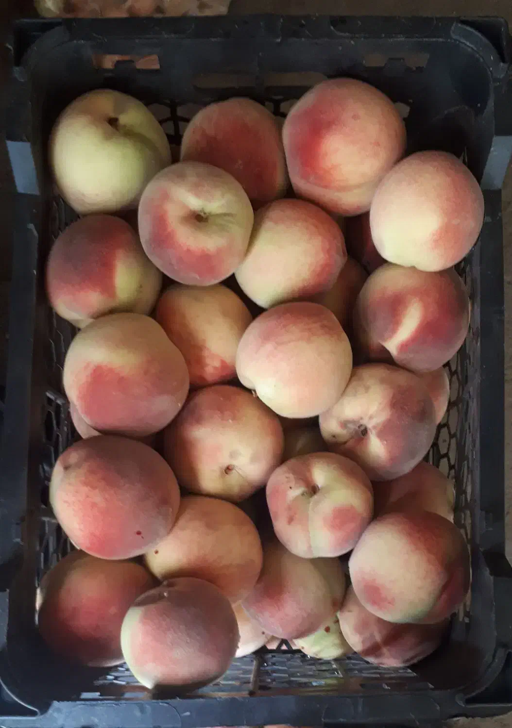 باغ|فروش زمین و ملک کلنگی|مرند, |دیوار