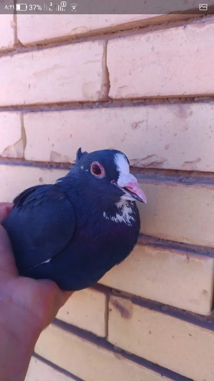 پلنگ نر|پرنده|رفسنجان, |دیوار