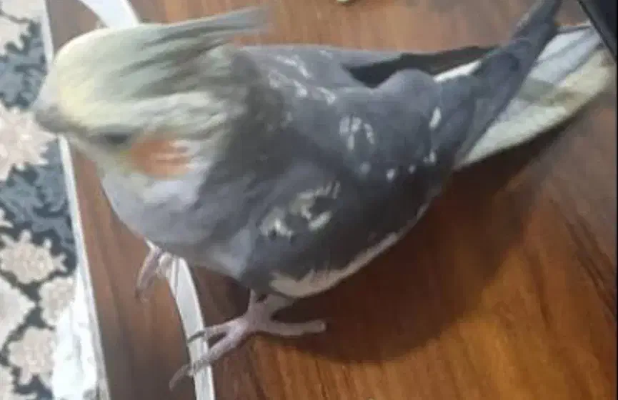 گمشده ۵ میلیون مژدگانی|حیوانات|پرند, فاز ۶|دیوار