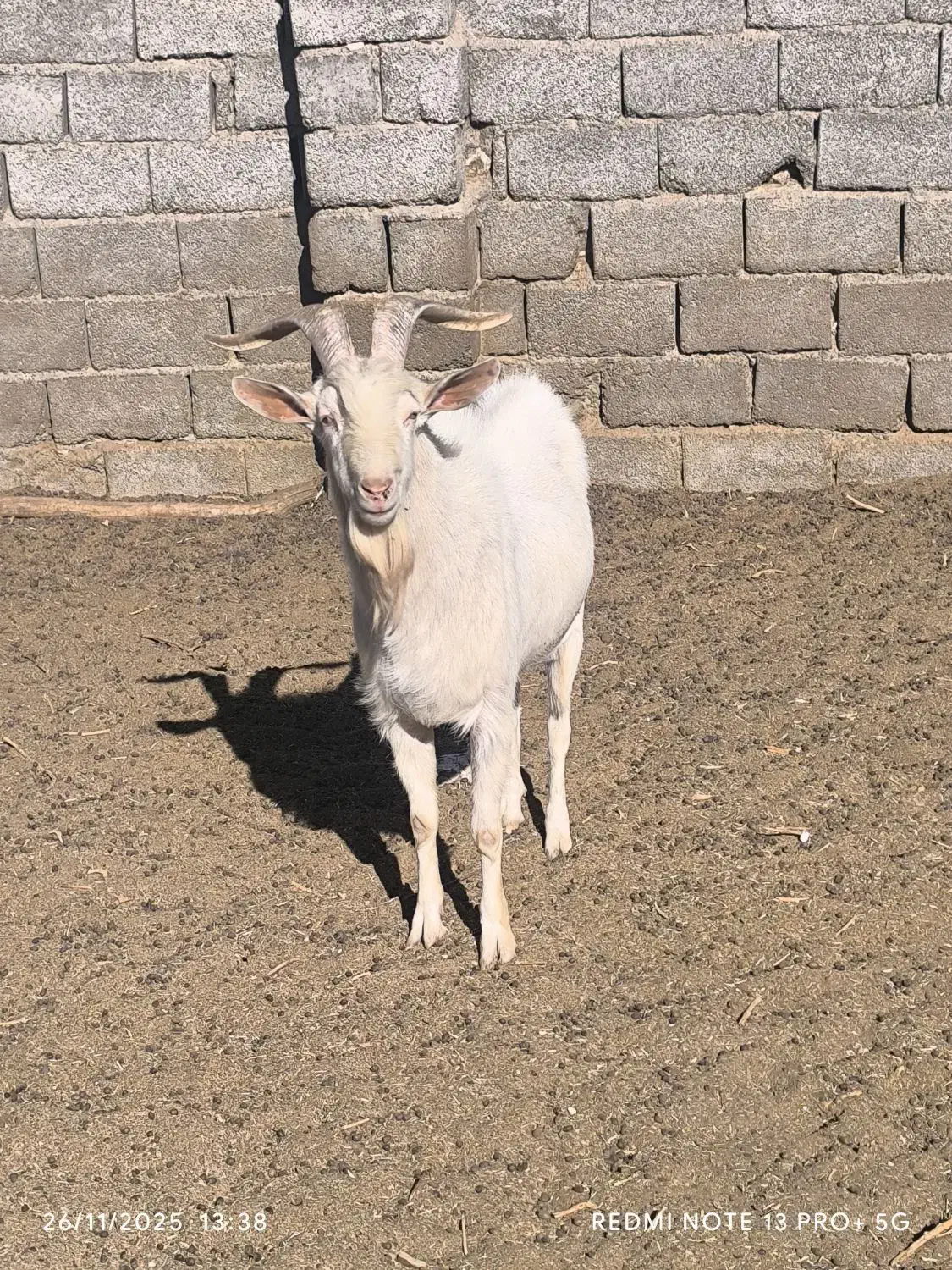 نره بز سانن|حیوانات مزرعه|سیرجان, |دیوار